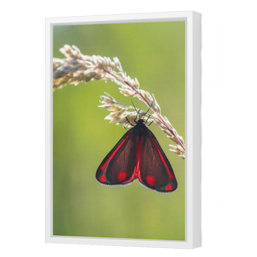 Thumbnail for Canvas - White Floating Frame