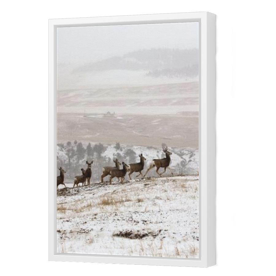 Thumbnail for Canvas - White Floating Frame