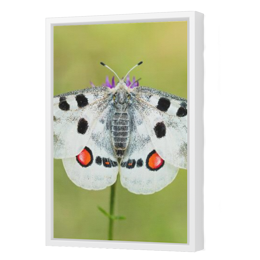 Thumbnail for Canvas - White Floating Frame