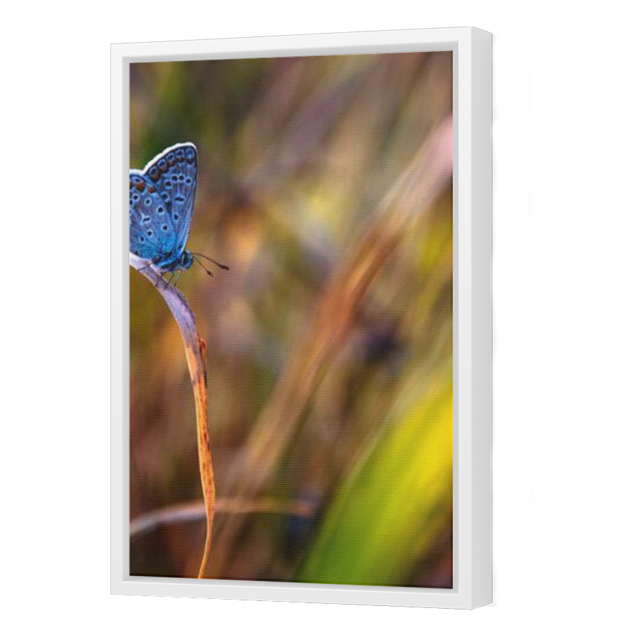 Thumbnail for Canvas - White Floating Frame
