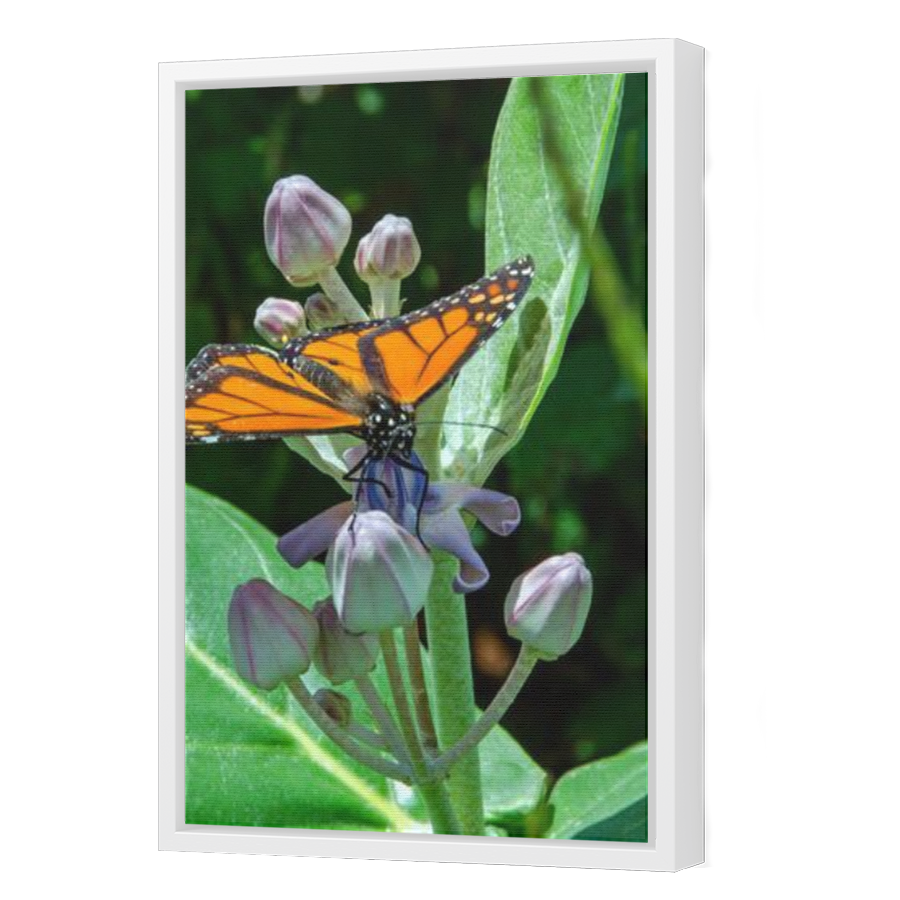 Thumbnail for Canvas - White Floating Frame