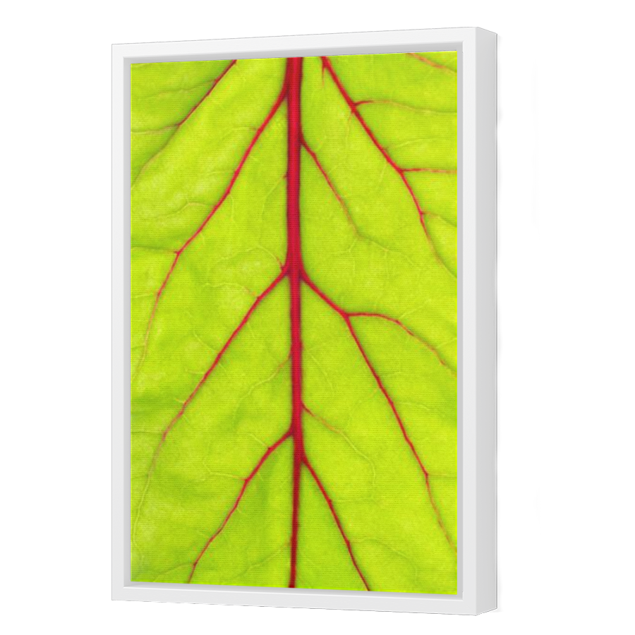 Thumbnail for Canvas - White Floating Frame