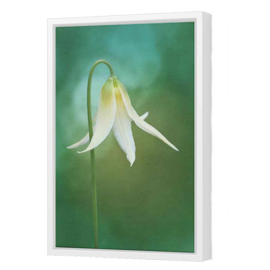 Thumbnail for Canvas - White Floating Frame