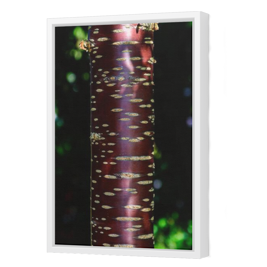 Thumbnail for Canvas - White Floating Frame