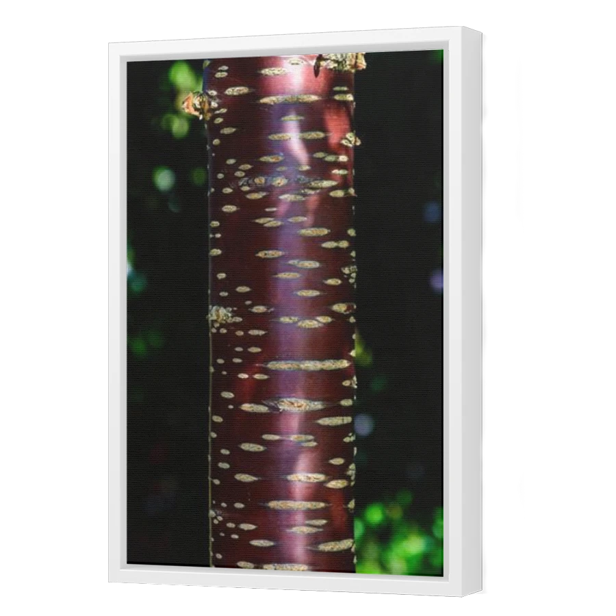 Thumbnail for Canvas - White Floating Frame