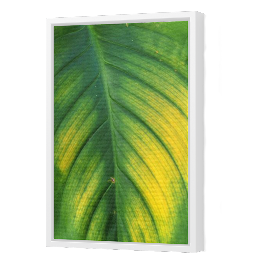 Thumbnail for Canvas - White Floating Frame
