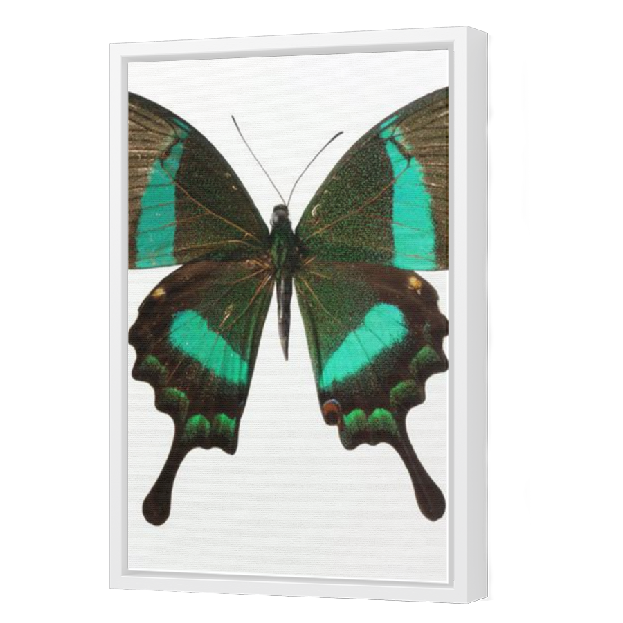 Thumbnail for Canvas - White Floating Frame