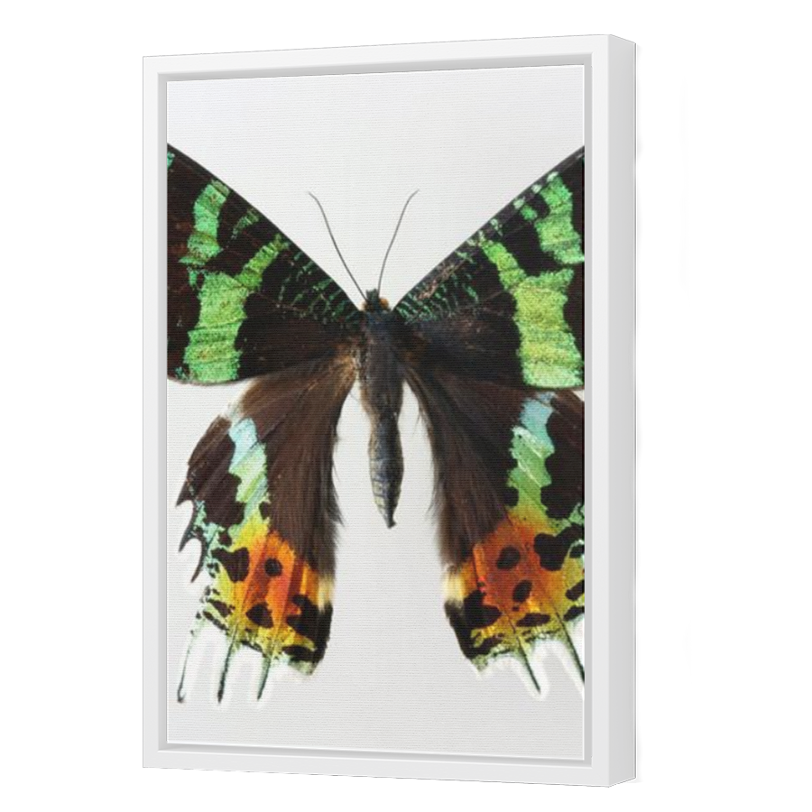 Thumbnail for Canvas - White Floating Frame
