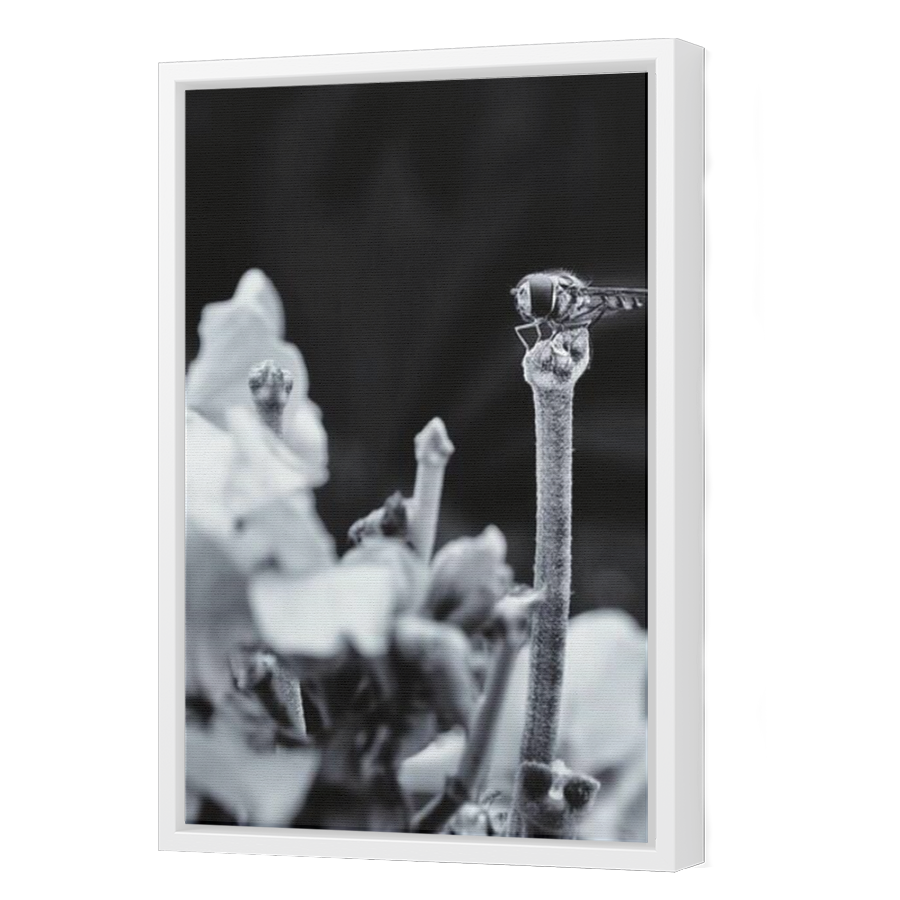 Thumbnail for Canvas - White Floating Frame