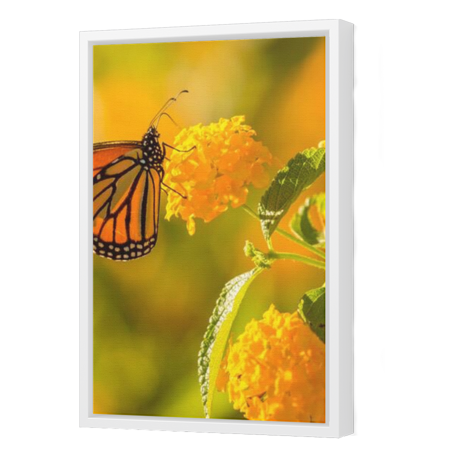 Thumbnail for Canvas - White Floating Frame