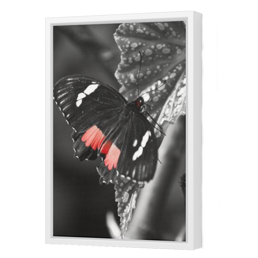 Thumbnail for Canvas - White Floating Frame