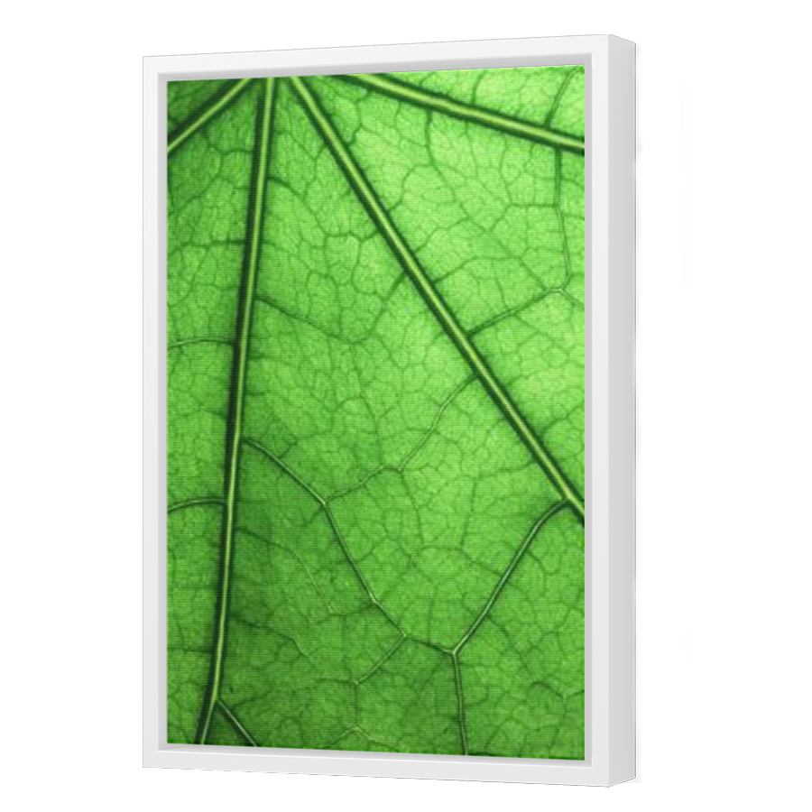 Thumbnail for Canvas - White Floating Frame