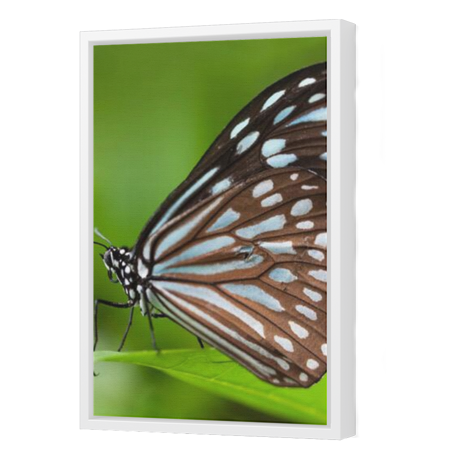 Thumbnail for Canvas - White Floating Frame