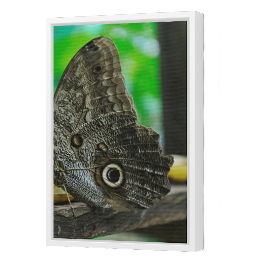 Thumbnail for Canvas - White Floating Frame