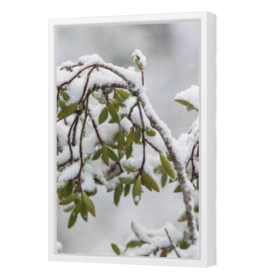 Thumbnail for Canvas - White Floating Frame