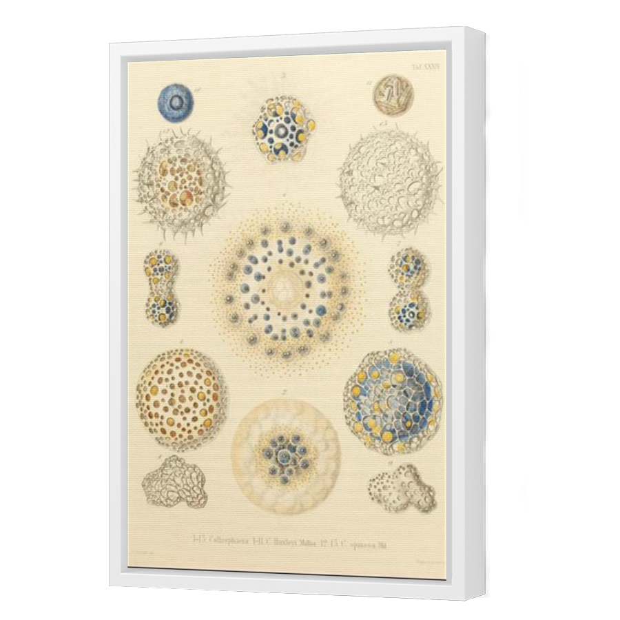Thumbnail for Canvas - White Floating Frame