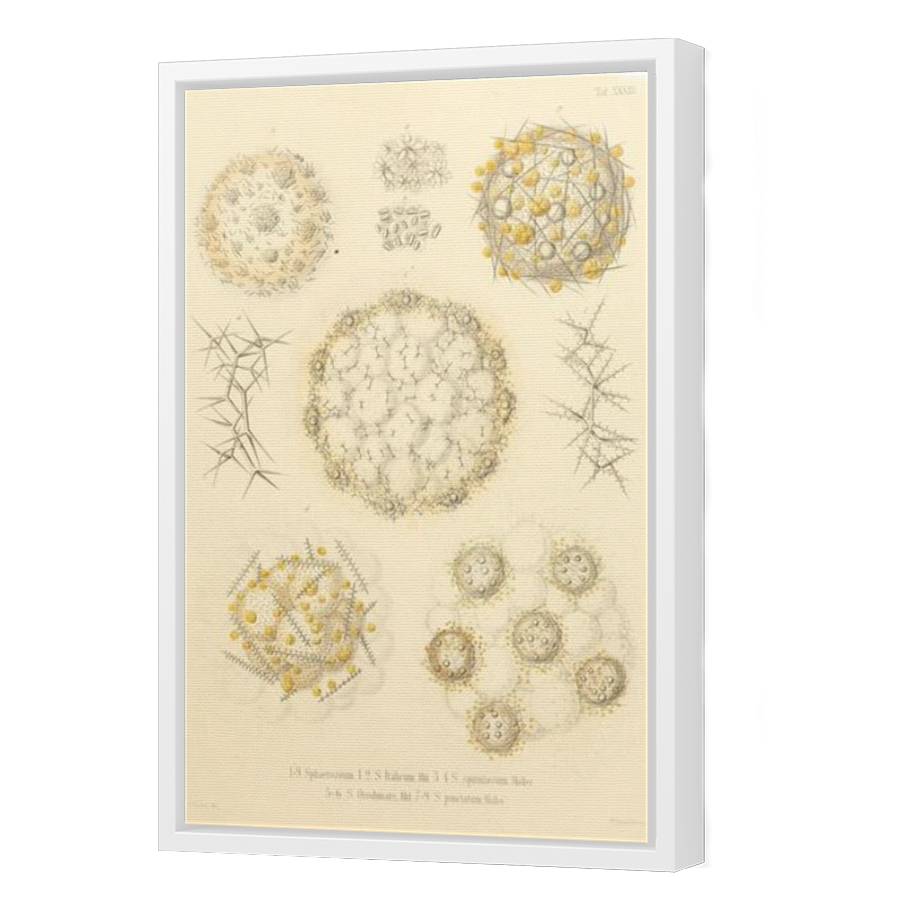 Thumbnail for Canvas - White Floating Frame