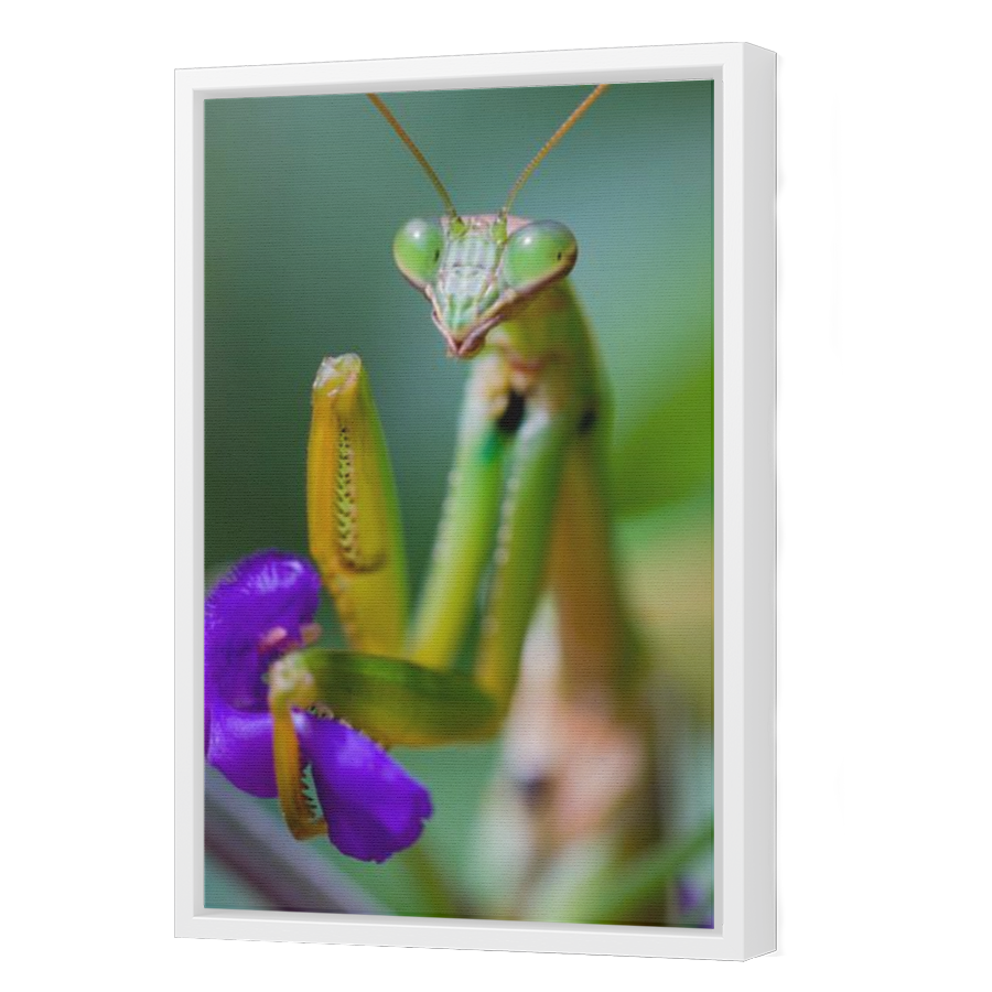 Thumbnail for Canvas - White Floating Frame