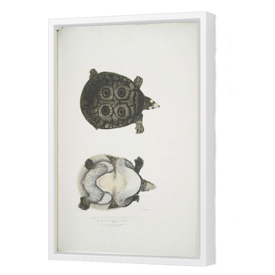 Thumbnail for Canvas - White Floating Frame