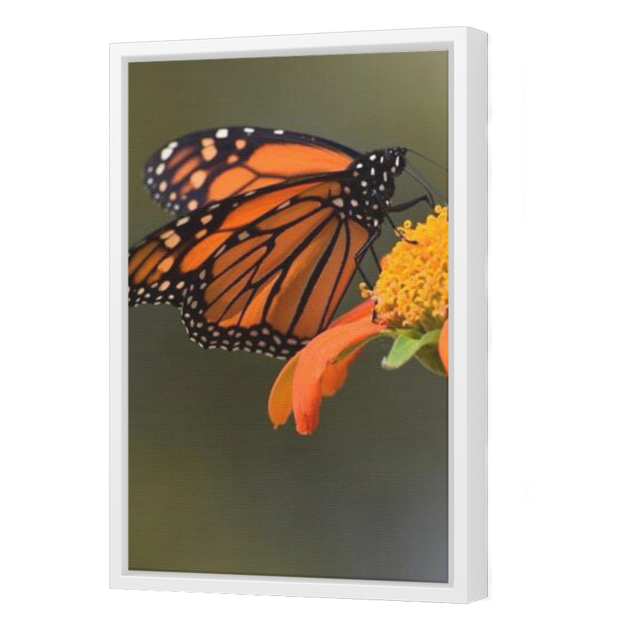 Thumbnail for Canvas - White Floating Frame