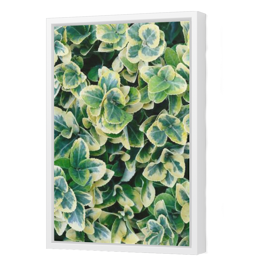 Thumbnail for Canvas - White Floating Frame