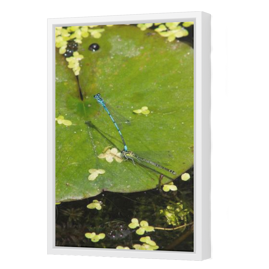 Thumbnail for Canvas - White Floating Frame