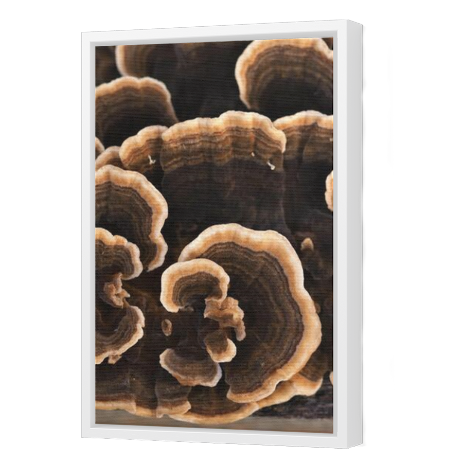 Thumbnail for Canvas - White Floating Frame