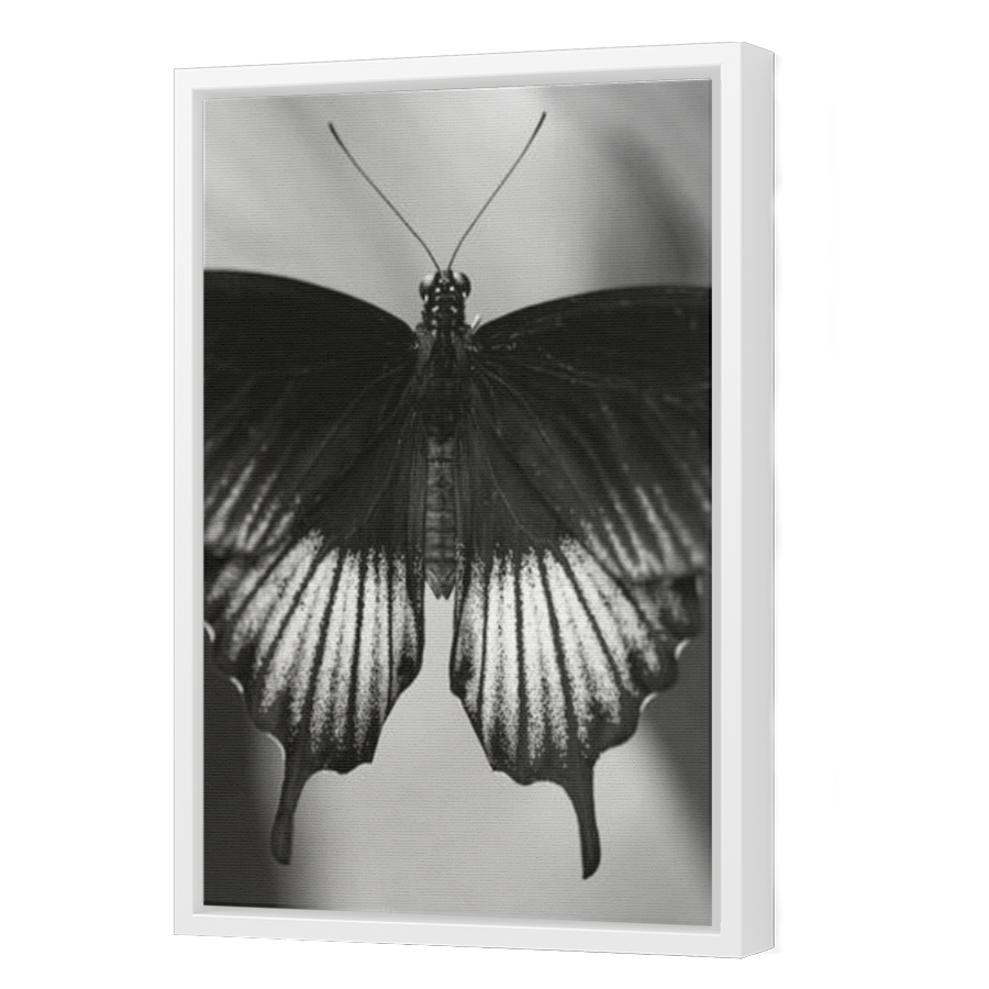 Thumbnail for Canvas - White Floating Frame