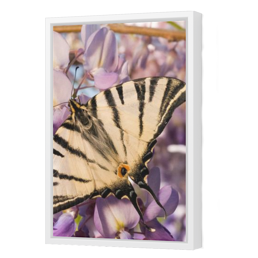 Thumbnail for Canvas - White Floating Frame
