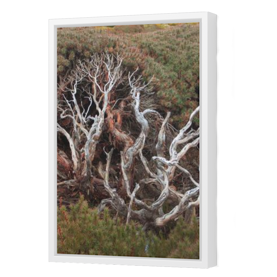Thumbnail for Canvas - White Floating Frame