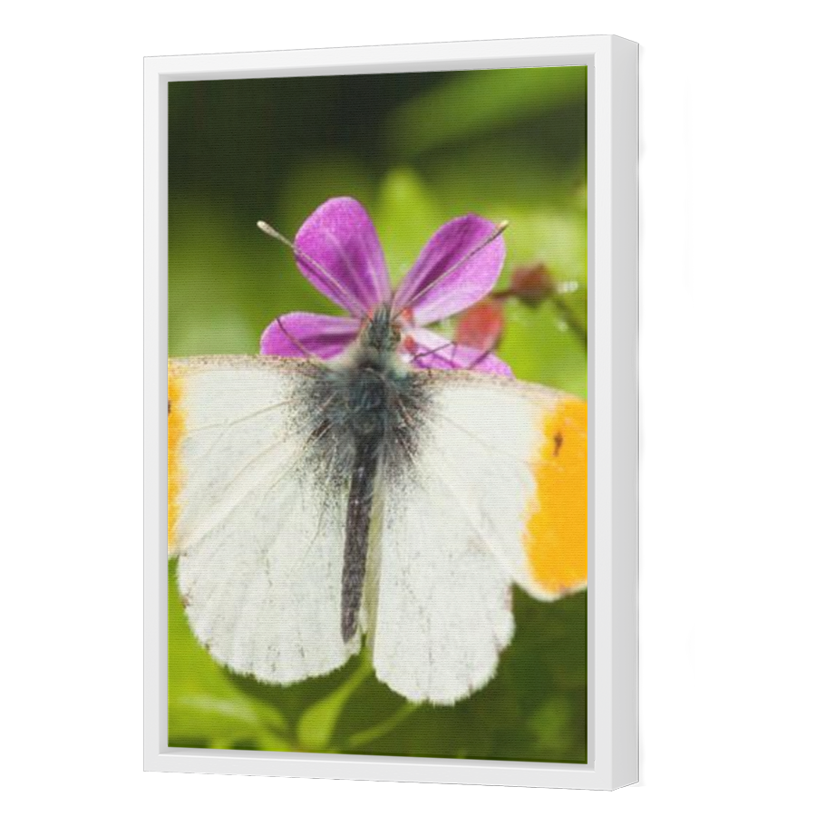 Thumbnail for Canvas - White Floating Frame