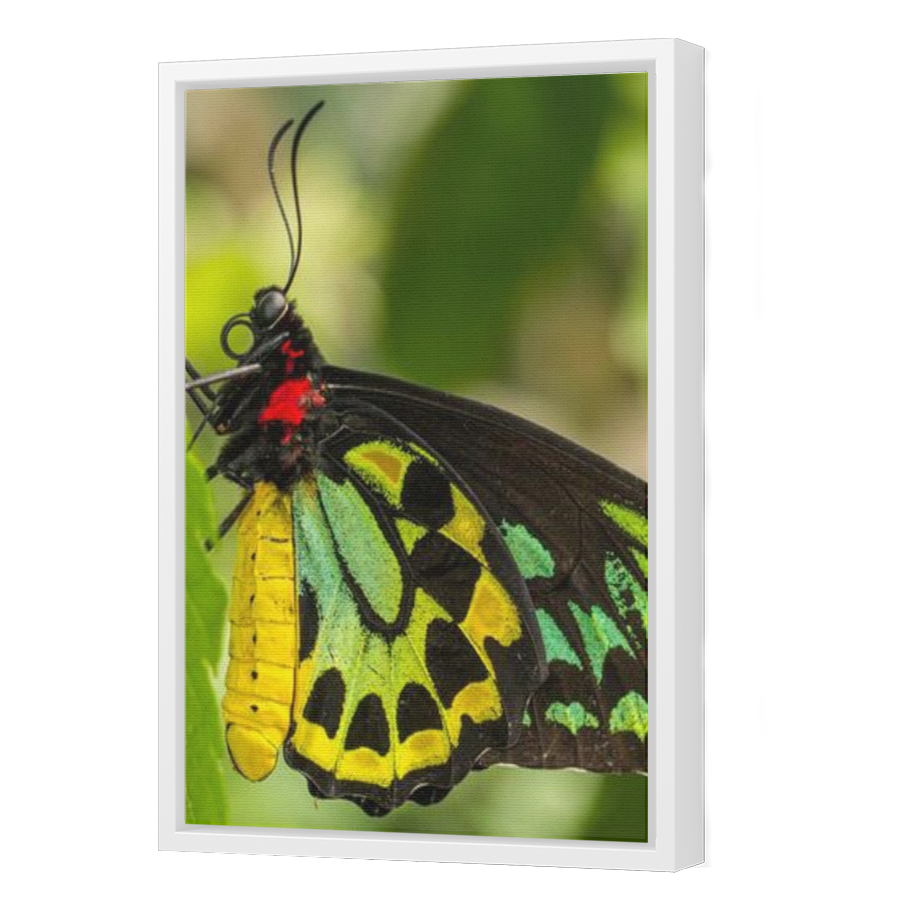 Thumbnail for Canvas - White Floating Frame