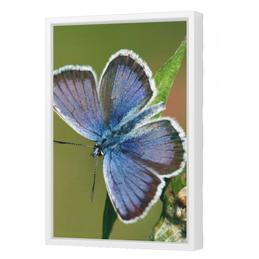 Thumbnail for Canvas - White Floating Frame