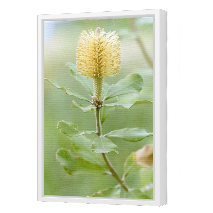 Thumbnail for Canvas - White Floating Frame