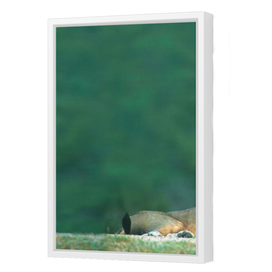 Thumbnail for Canvas - White Floating Frame