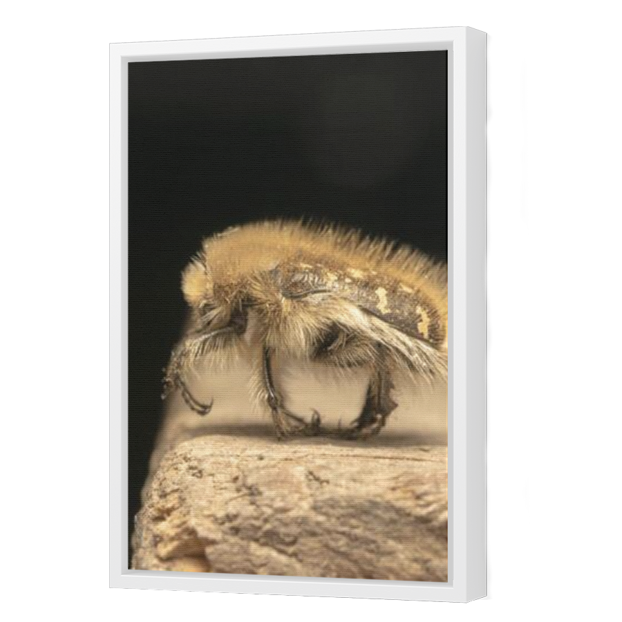 Thumbnail for Canvas - White Floating Frame