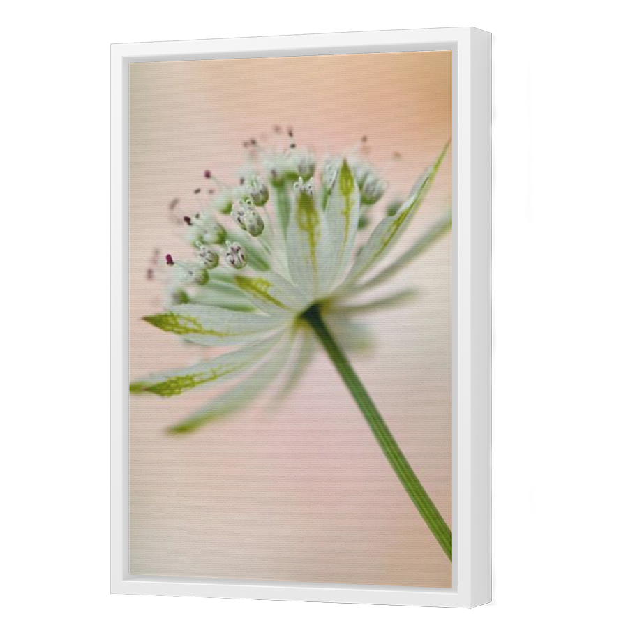 Thumbnail for Canvas - White Floating Frame