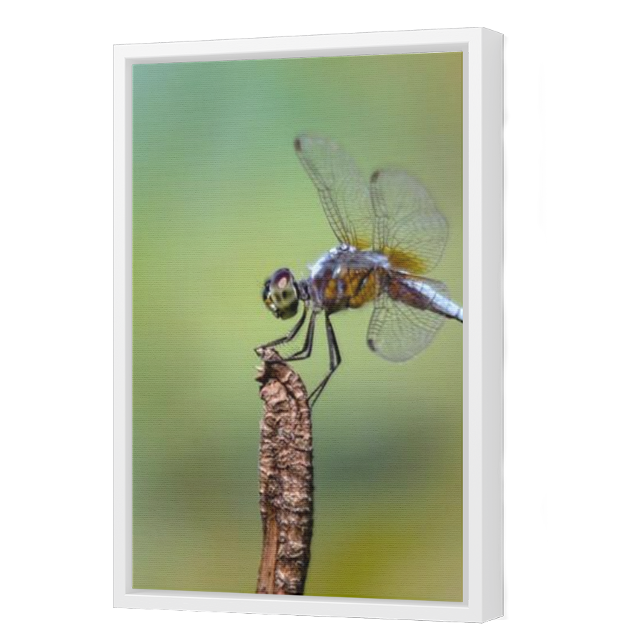 Thumbnail for Canvas - White Floating Frame