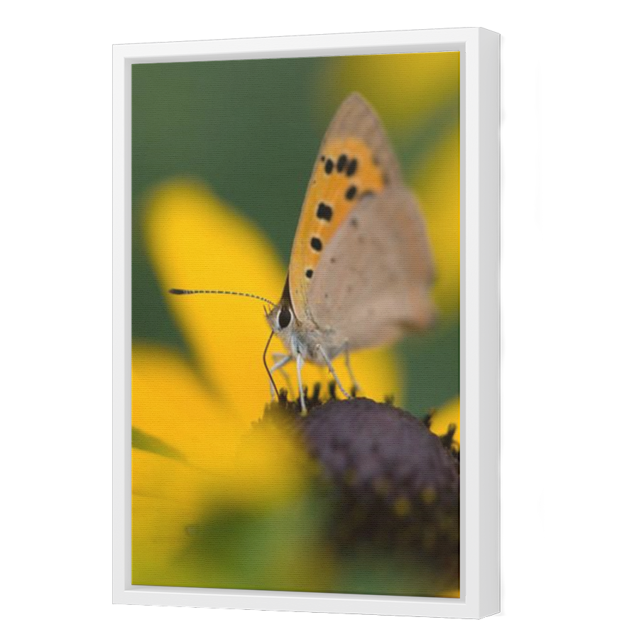 Thumbnail for Canvas - White Floating Frame