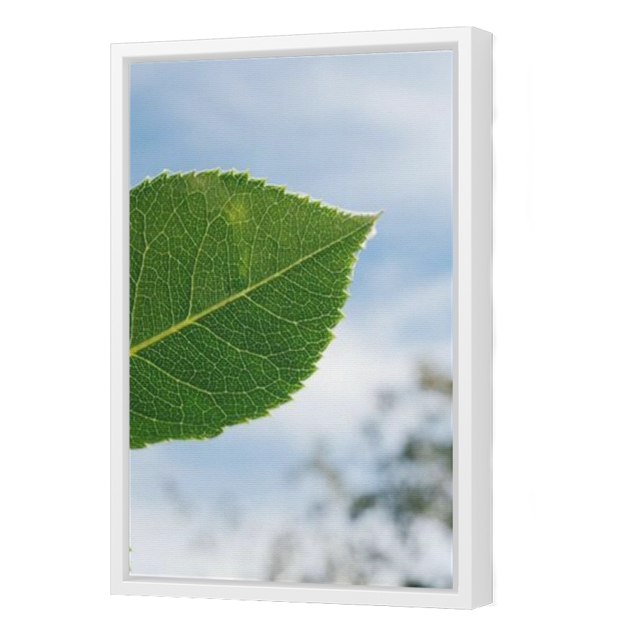 Thumbnail for Canvas - White Floating Frame