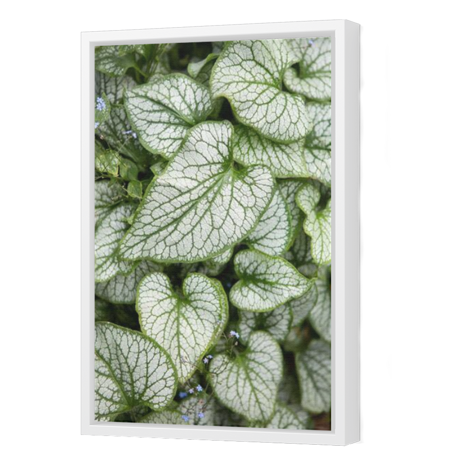 Thumbnail for Canvas - White Floating Frame