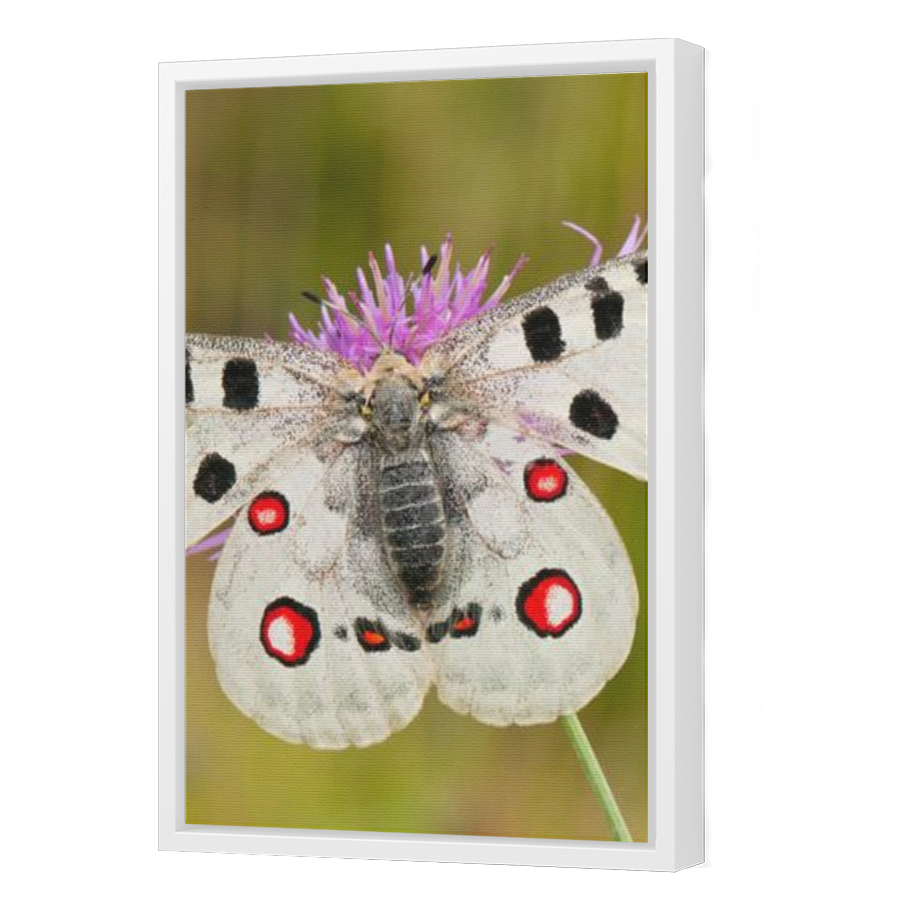 Thumbnail for Canvas - White Floating Frame