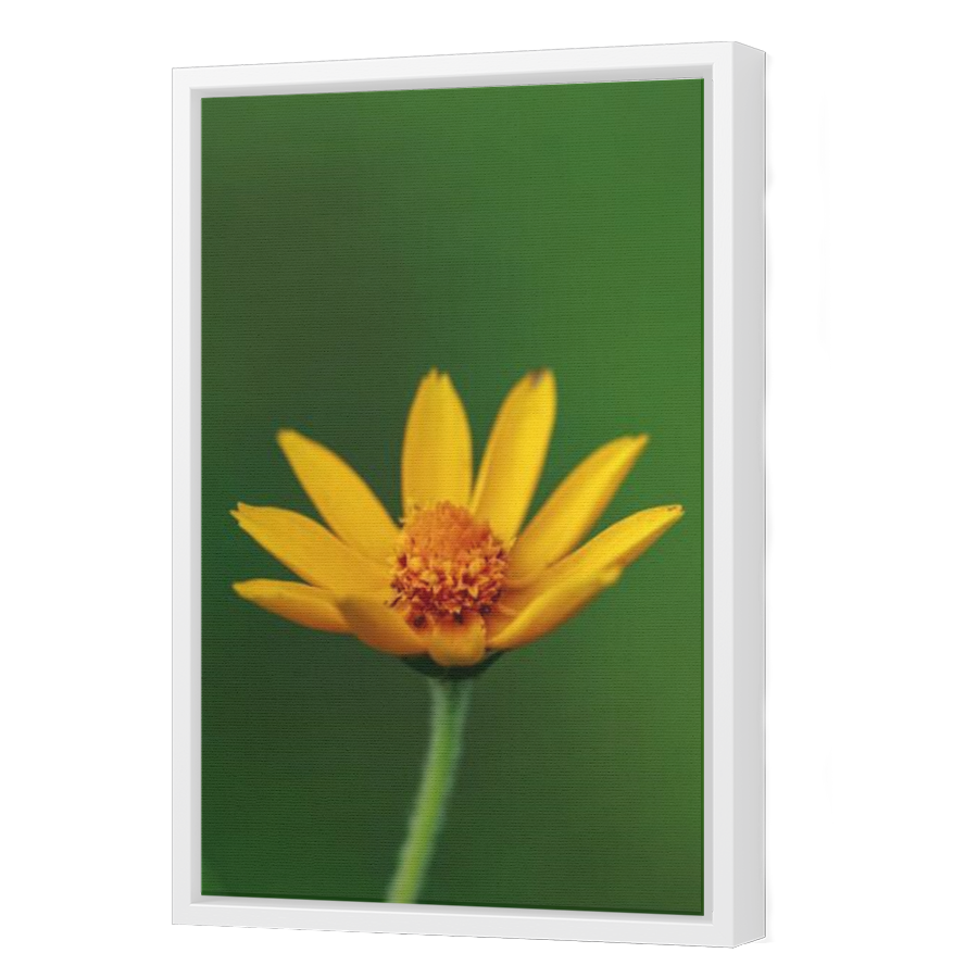Thumbnail for Canvas - White Floating Frame
