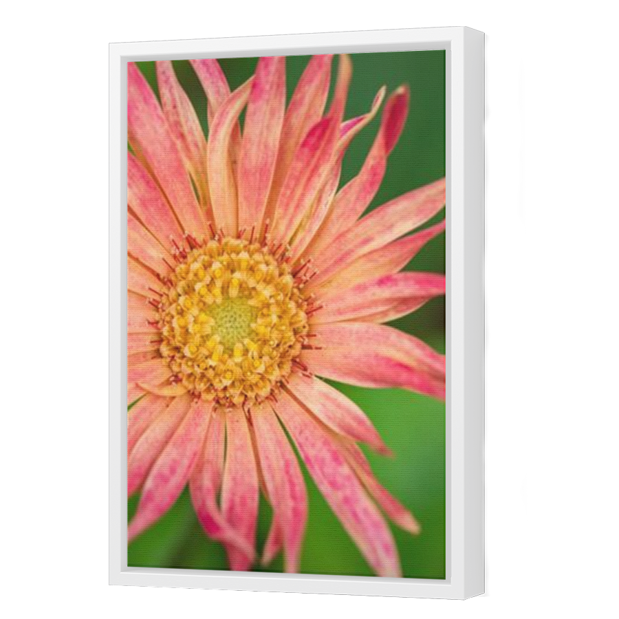 Thumbnail for Canvas - White Floating Frame