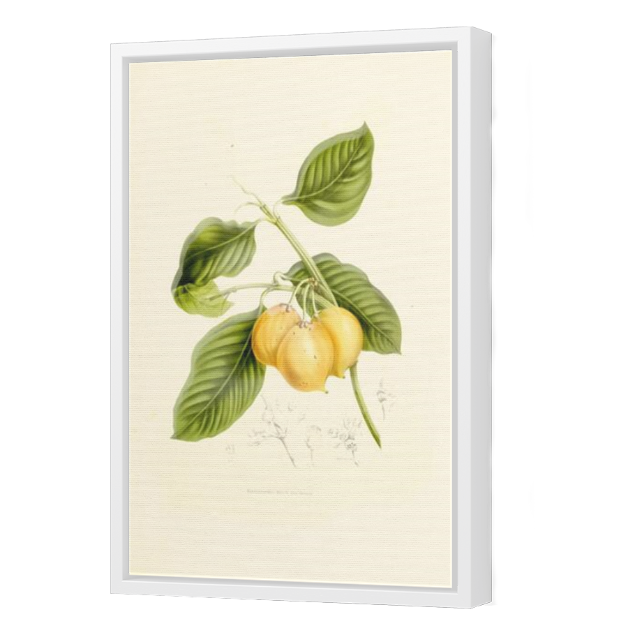 Thumbnail for Canvas - White Floating Frame