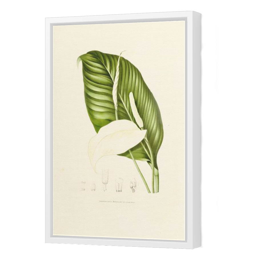 Thumbnail for Canvas - White Floating Frame