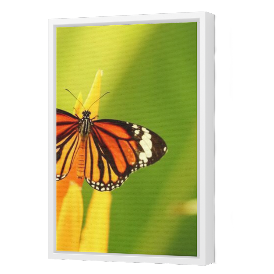 Thumbnail for Canvas - White Floating Frame