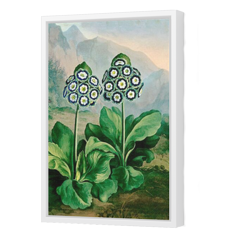 Thumbnail for Canvas - White Floating Frame