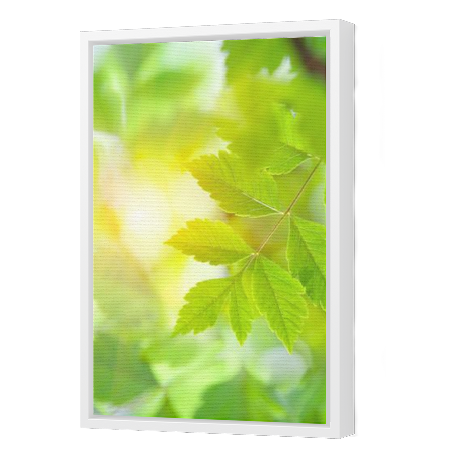 Thumbnail for Canvas - White Floating Frame