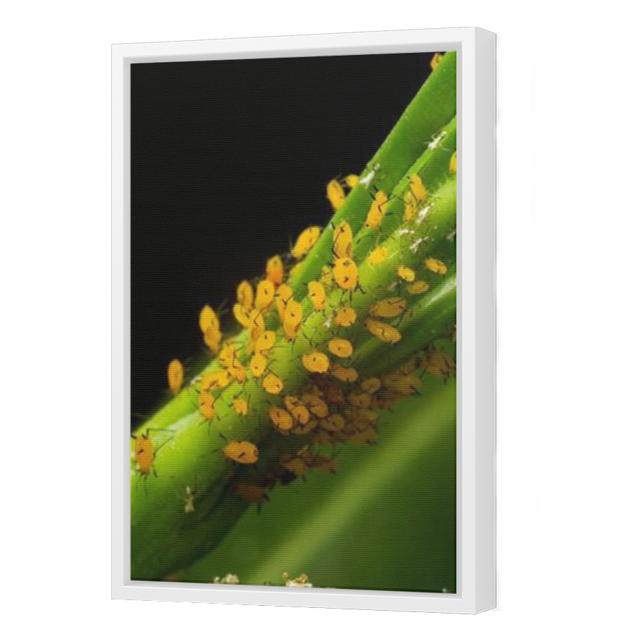 Thumbnail for Canvas - White Floating Frame